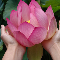 TO THE LOTUS FLOWER
